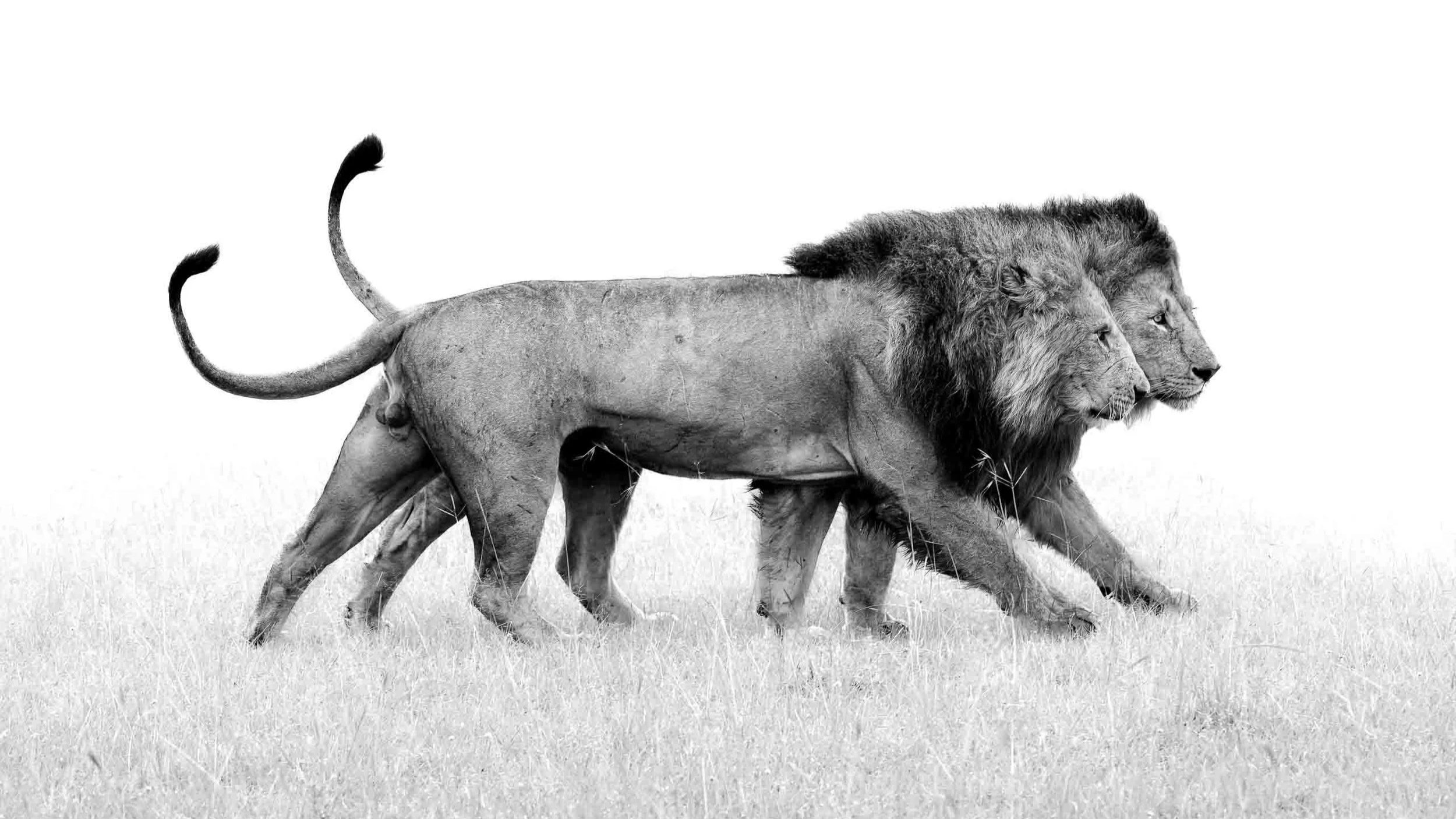Two-Lion-Brothers_walking-symmetrically-in-step.jpg