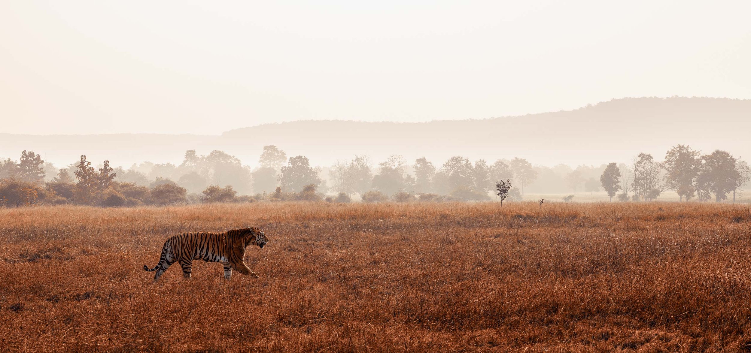 Tiger-walks-through-vast-grasslands-Panna.jpg
