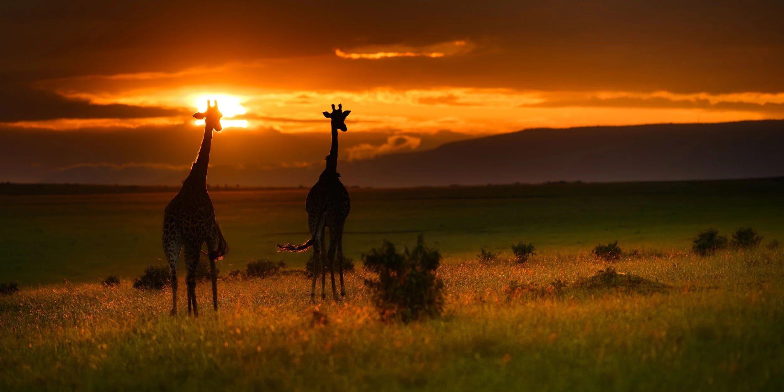 Giraffe-at-Sunrise-Masai-Mara.jpg