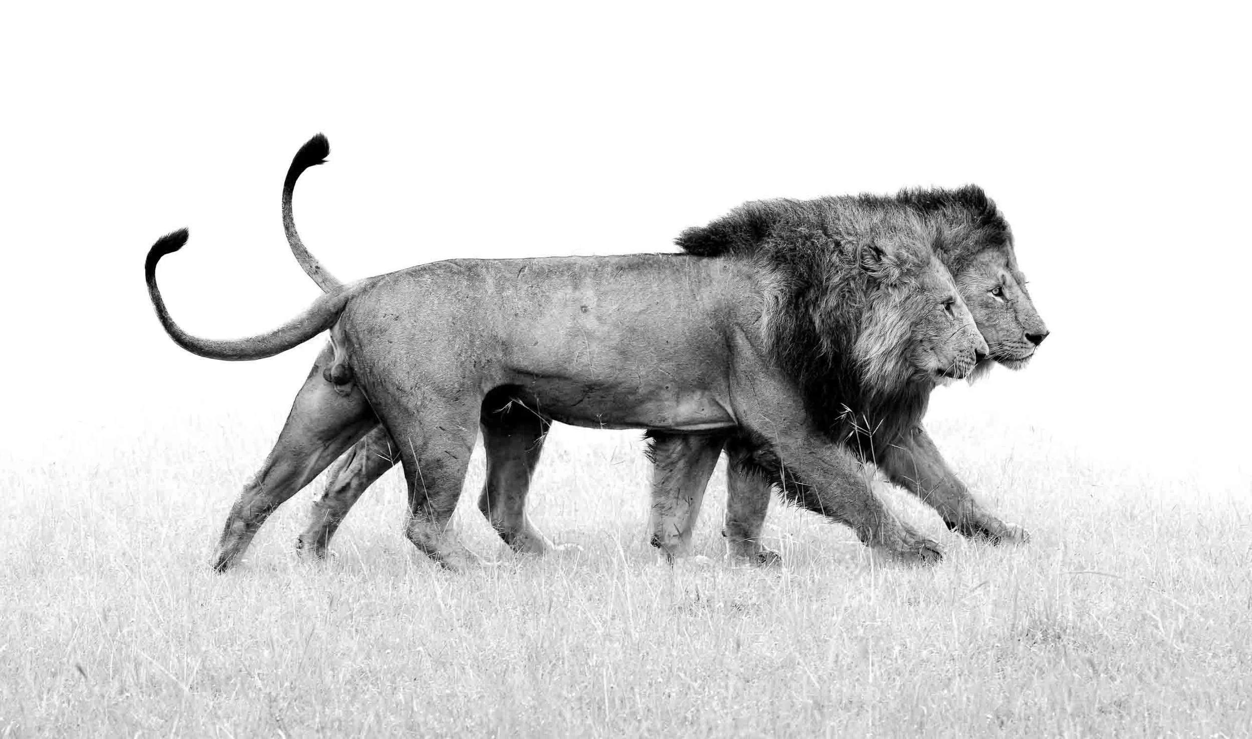 Two-Lion-Brothers_walking-symmetrically-in-step.jpg