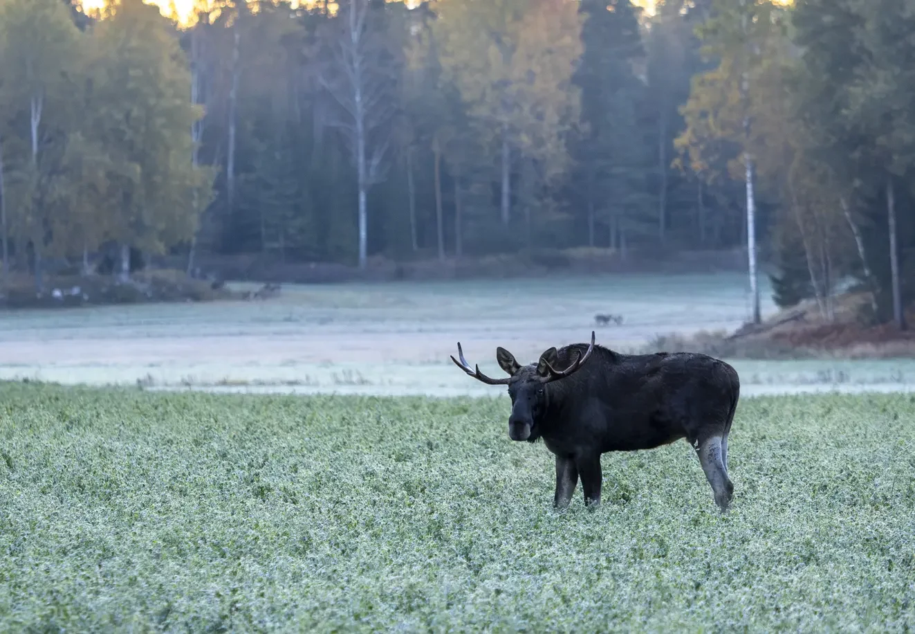 Bull moose only 30 minutes from the center of Helsinki.