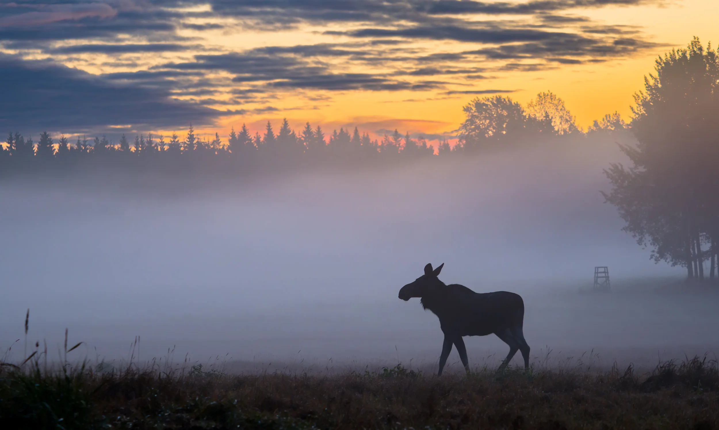 Moose in the mist, 40 minutes from the center of Helsinki. 