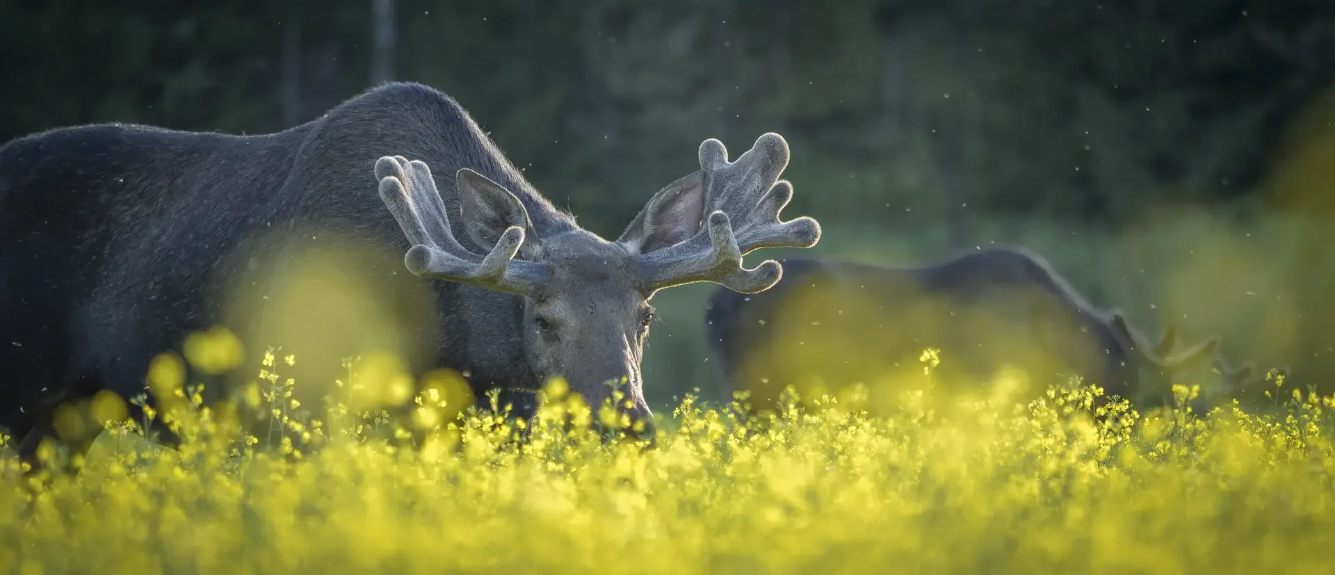 Moose on a field