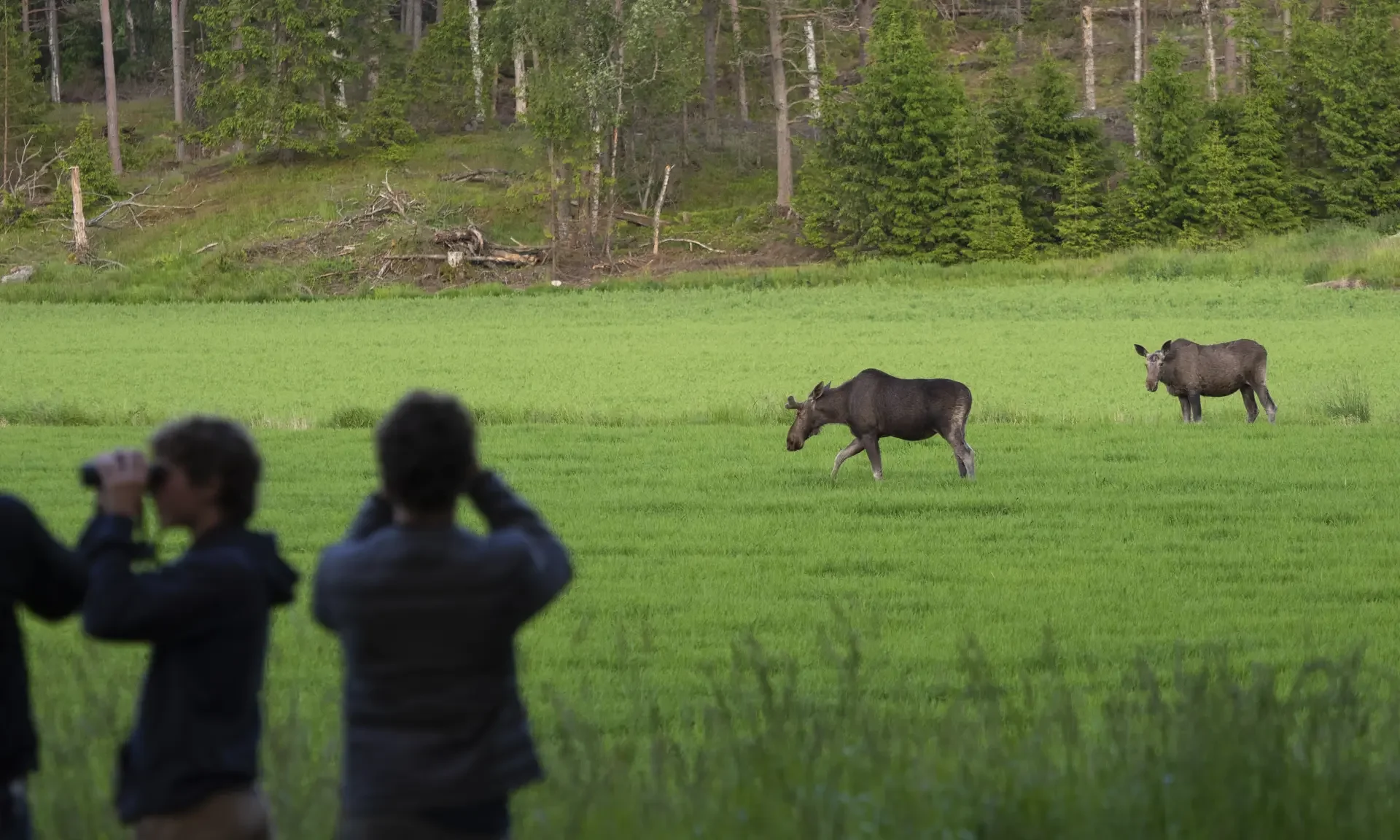 Some moose are fairly relaxed about people sometimes. Usually we get close to moose only when we observe them from the car. 