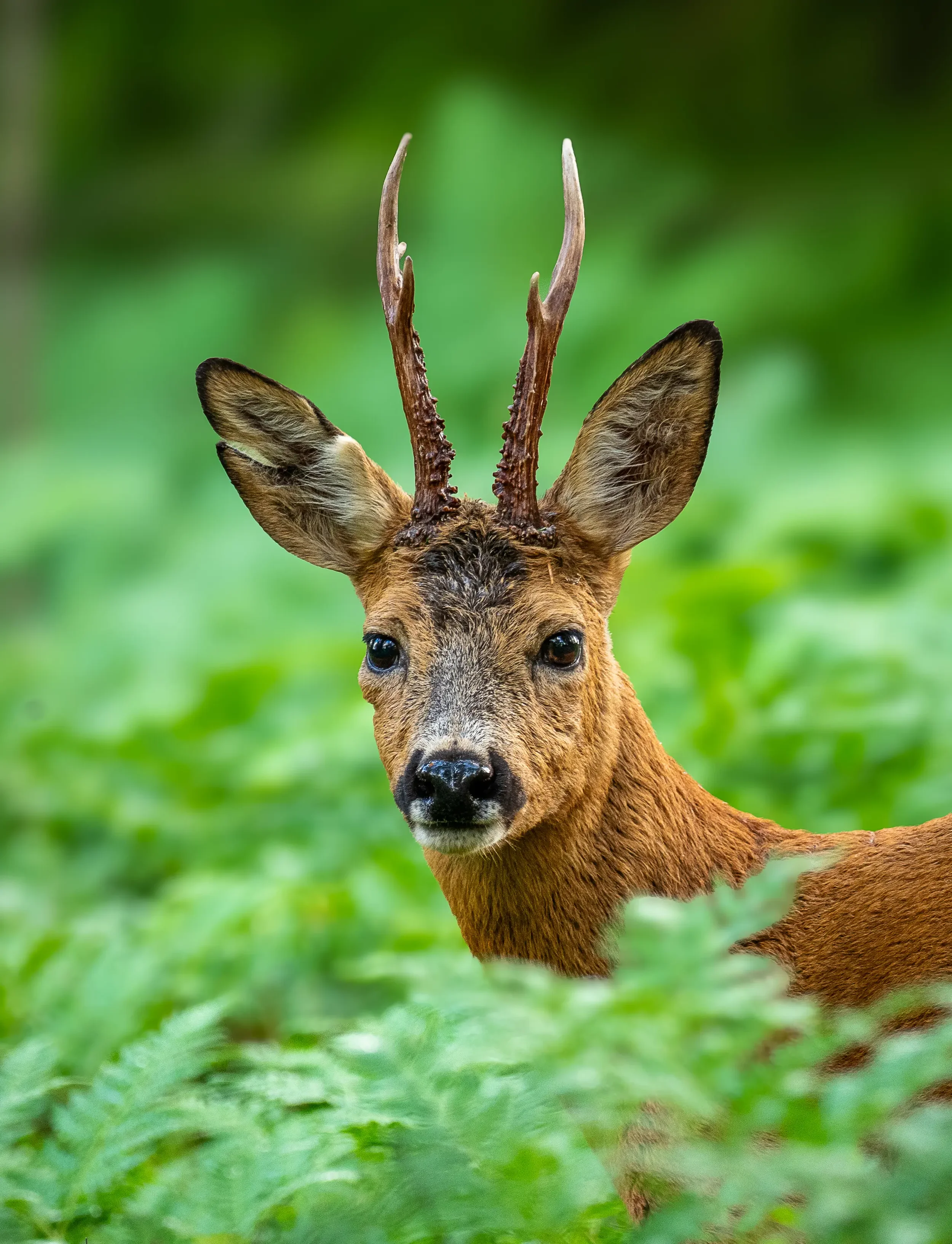 Roe deer, commonly sighted on safaris. 