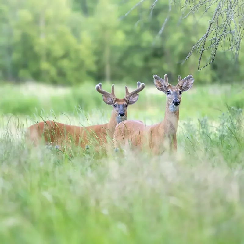 We typically see dozens of white-tailed deer.