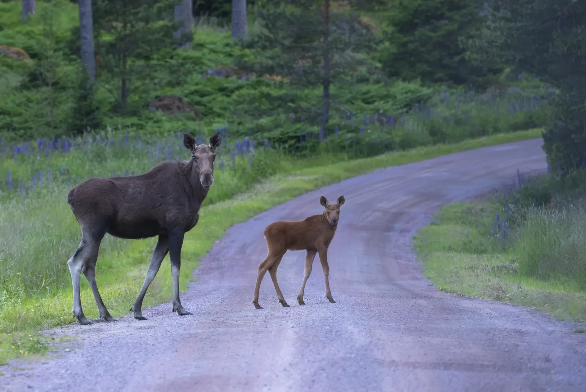 The best time to see baby moose is between mid-June and the end of August. After that, they are no longer babies. 