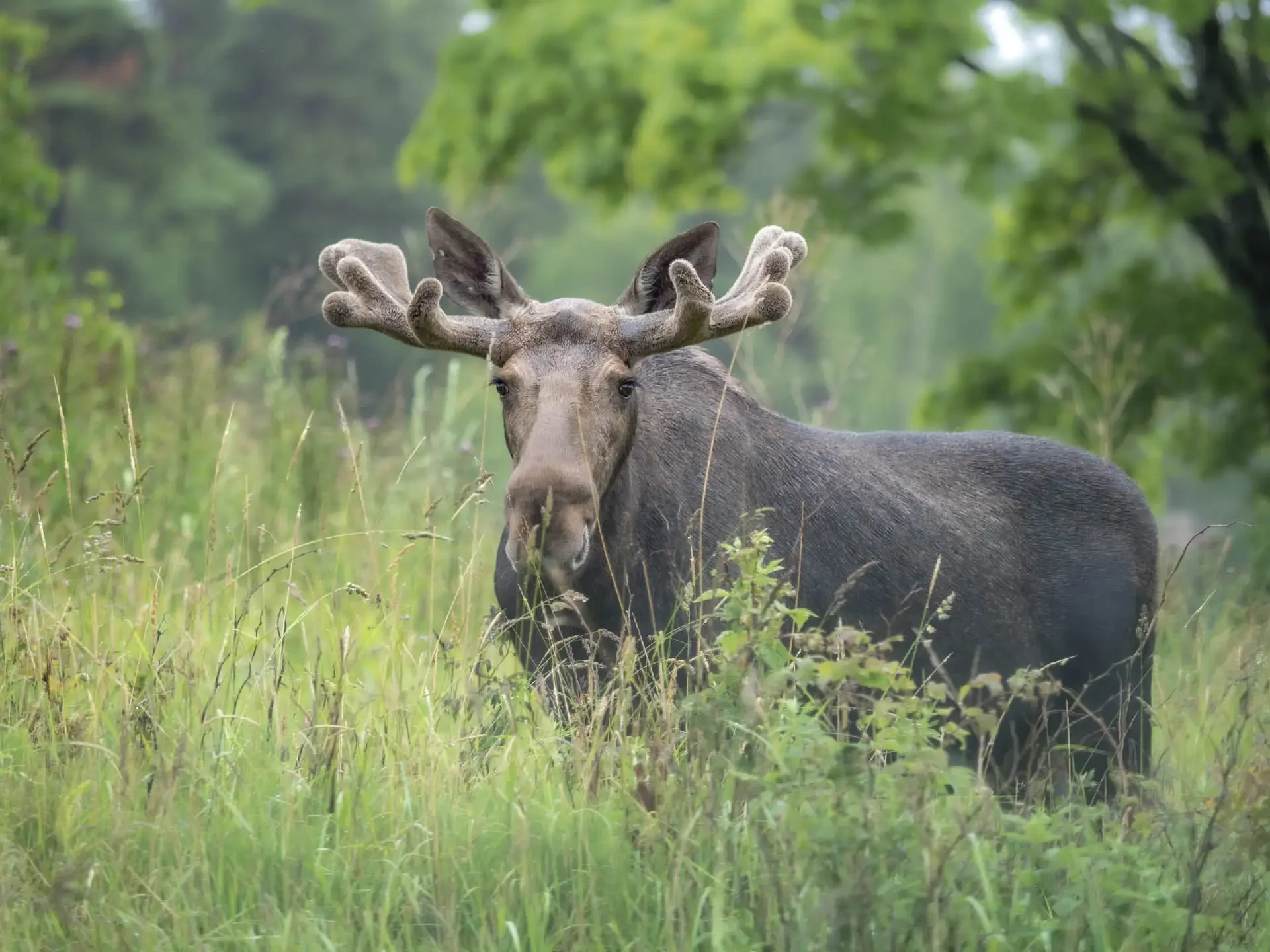 Moose looking at you
