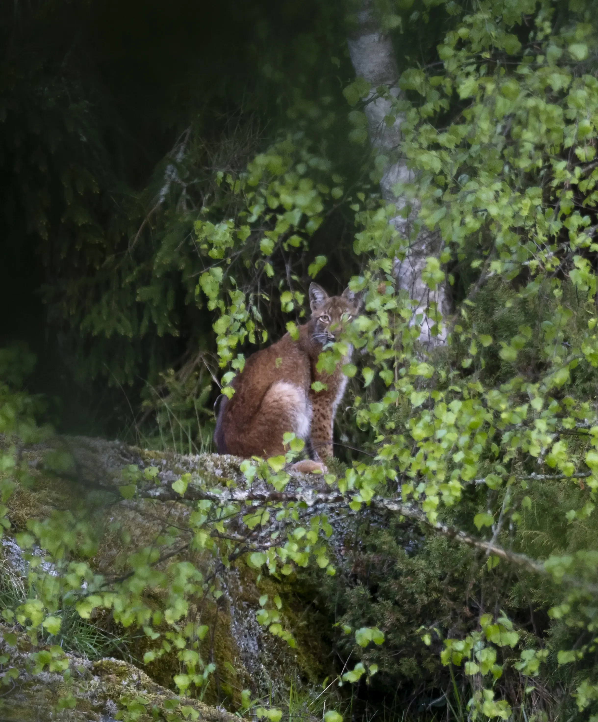 Lynxes are rare sightings, but possible! 