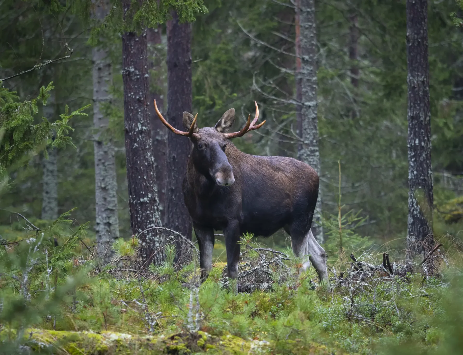 A bull moose 45 minutes from the center of Helsinki