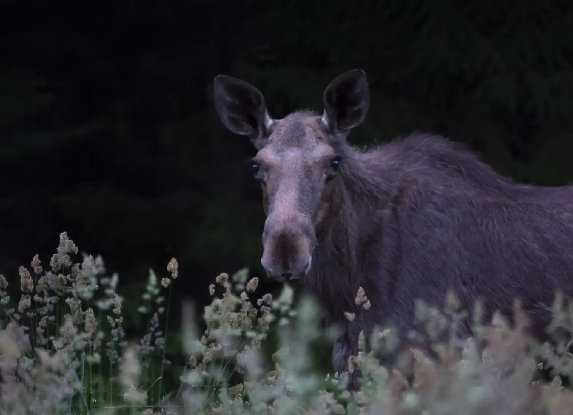 A moose at night, 35 minutes from the center of Helsinki. 
