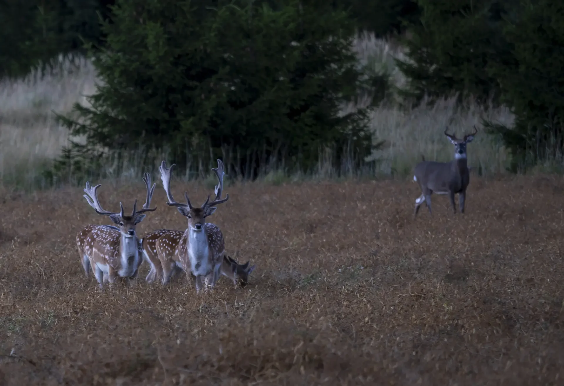 Fallow deer (left) are sighted on almost every safari. White-tailed deer (right) are sighted on every safari. 