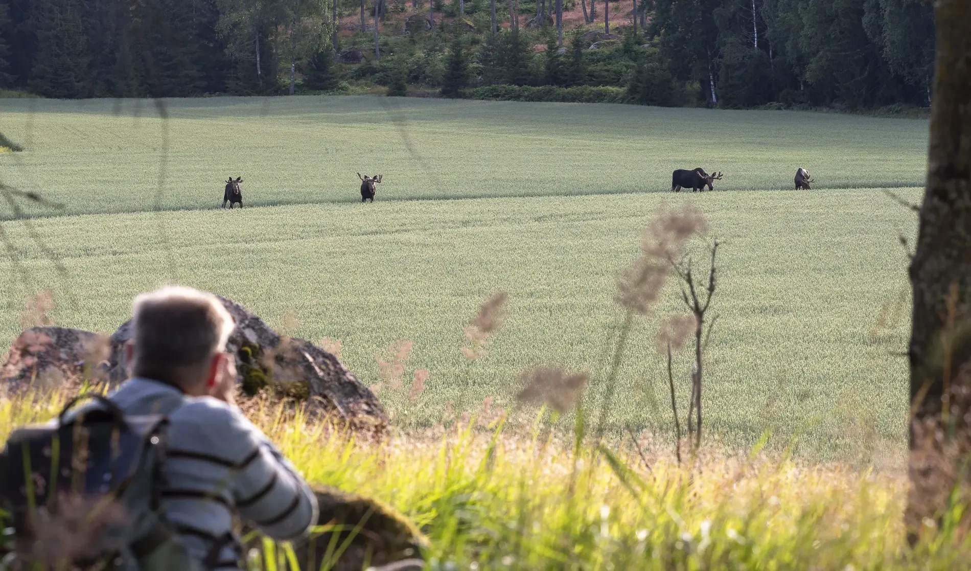 Bull moose 35 minutes from the center of Helsinki