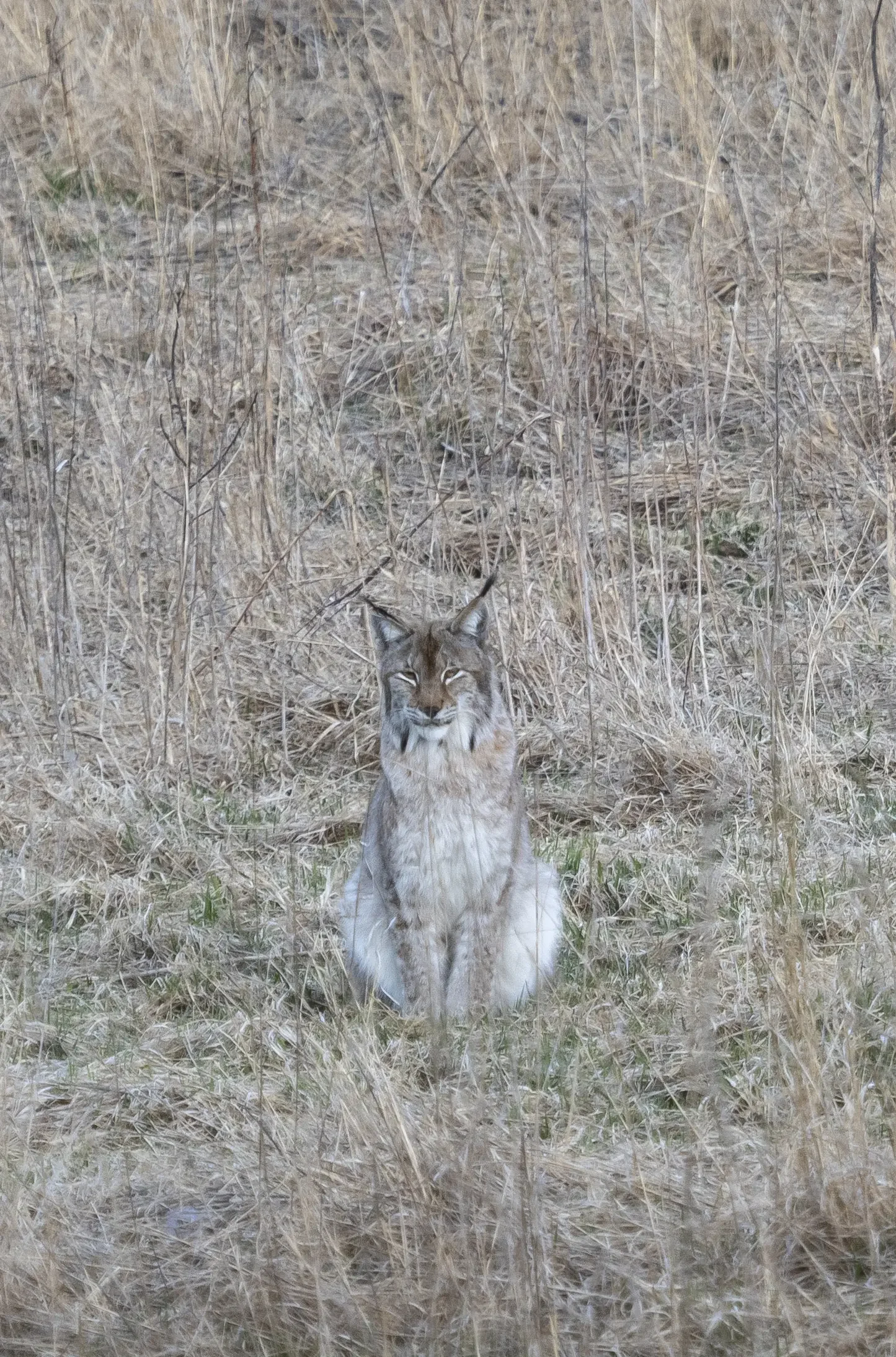 A lynx, 50 minutes from the center of Helsinki.