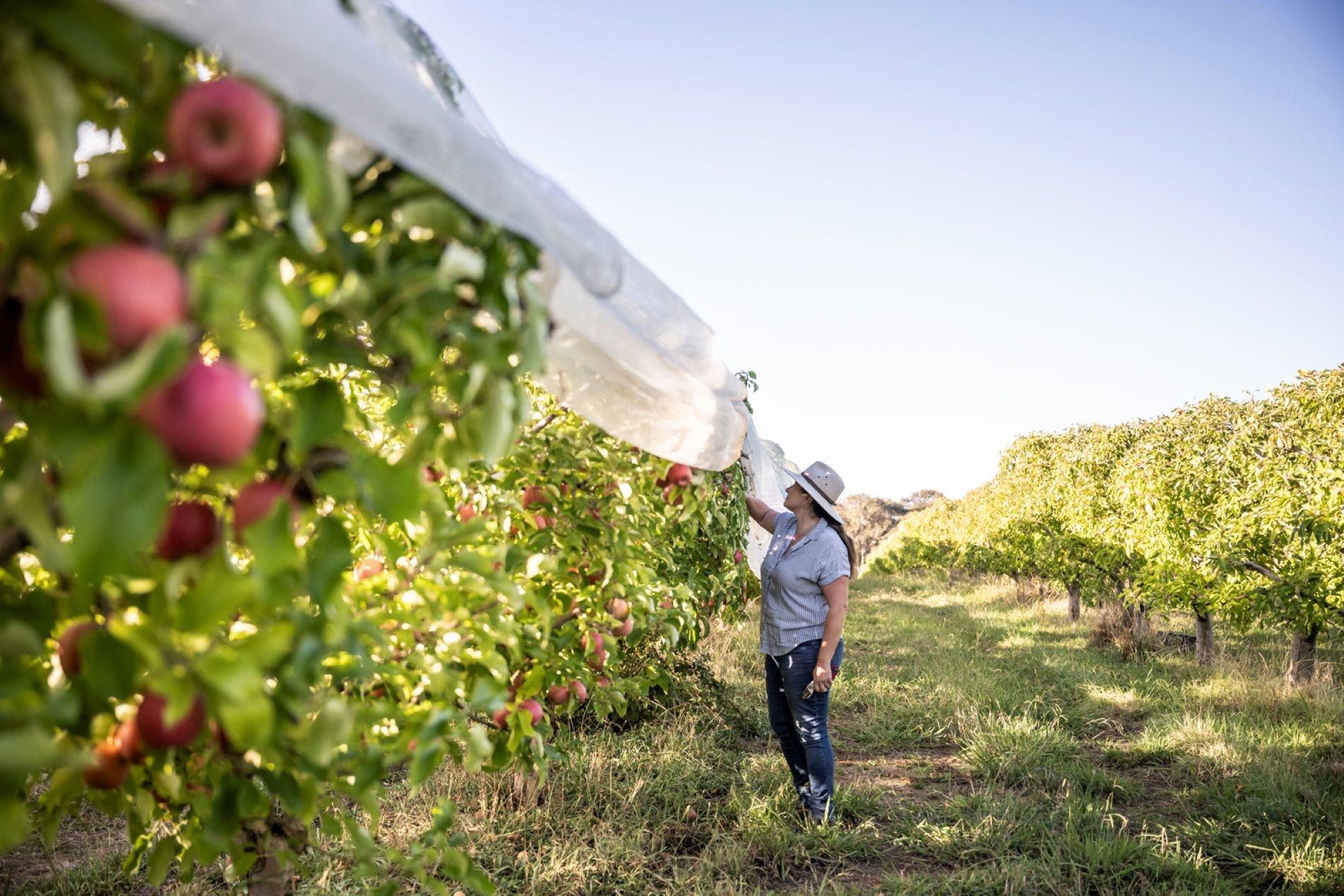 Trees and Vines Tour