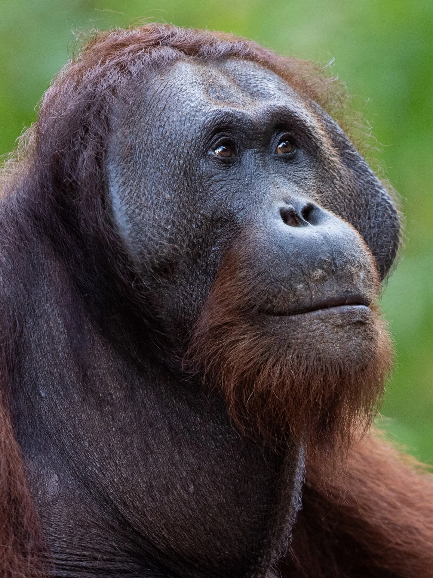 ✨We had a wonderful evening catching up with the inspiring @stickyricetravel team last week, chatting all things Borneo.

✨Borneo really is a remarkable destination&mdash;whether you&rsquo;re exploring pristine rainforest and spotting some of the wor
