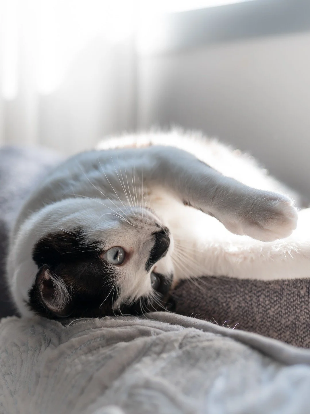 🐕 Sweet dreams aren&rsquo;t just for people 🐈

Pets know a cosy bed when they find one.

📍 Find us at 33-34 High Street, Rugby CV21 3BW

MALA Beds - We're here to help you Sleep Better.

#Malabeds #SleepBetter #RugbyTownCentre #SupportLocal #PetsO