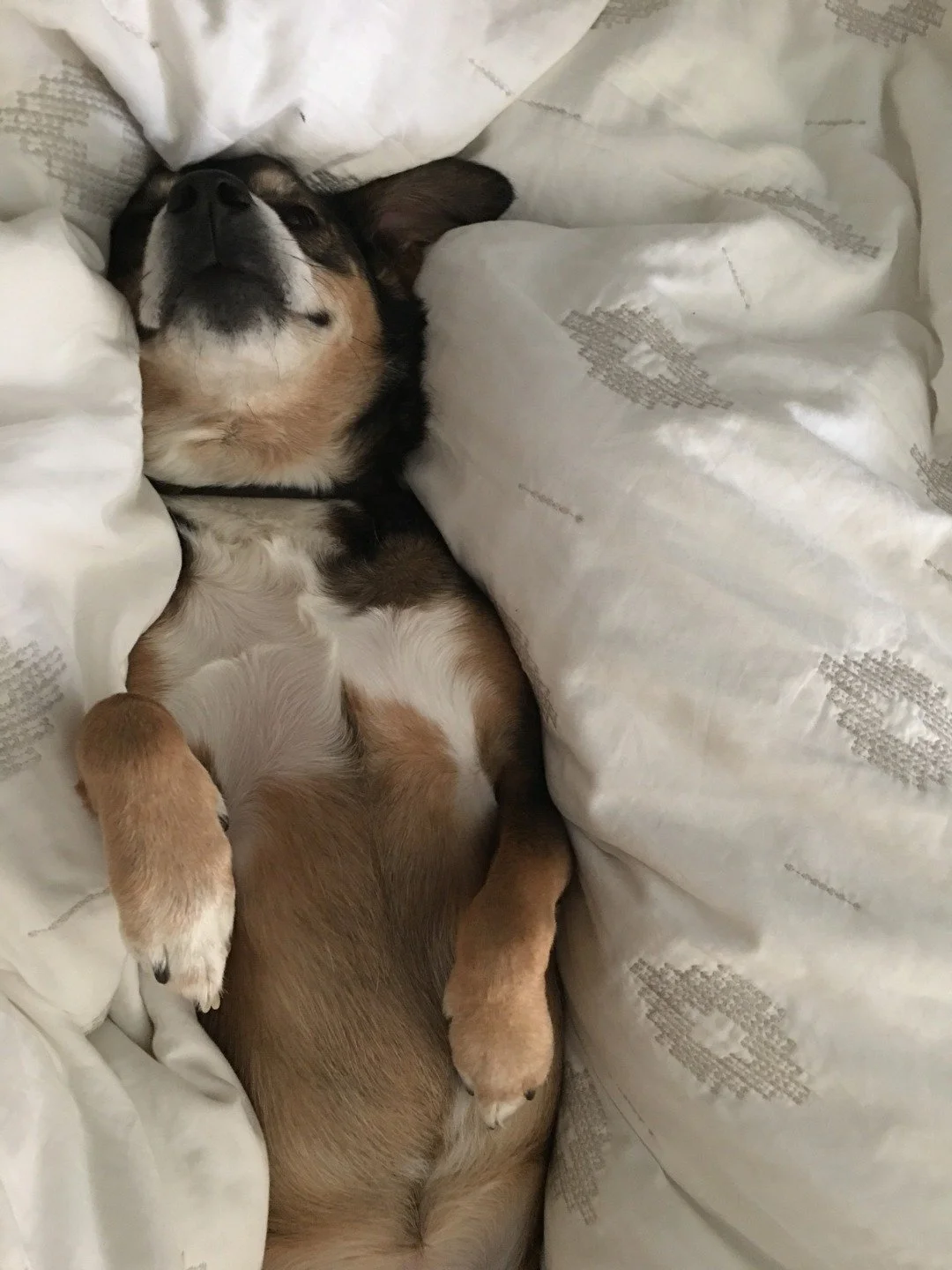 🐾 The true bed testers 🐾

If it&rsquo;s comfy enough for your pet, you know it&rsquo;s good.

📍 Find us at 33-34 High Street, Rugby CV21 3BW

MALA Beds - We're here to help you Sleep Better.

#Malabeds #SleepBetter #RugbyTownCentre #SupportLocal #
