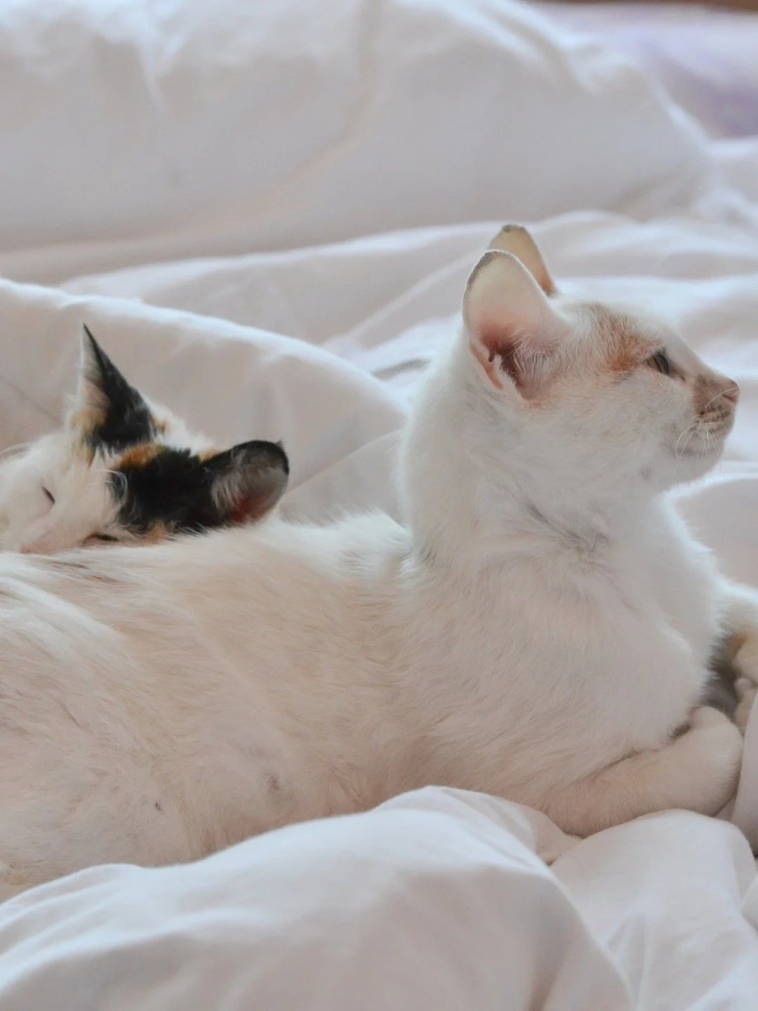 😻 Snuggles, snoozes & sweet dreams 😻
Because great beds bring happiness for everyone at home.
📍 Find us at 33-34 High Street, Rugby CV21 3BW
MALA Beds - We're here to help you Sleep Better.
#Malabeds #SleepBetter #RugbyTownCentre #SupportL