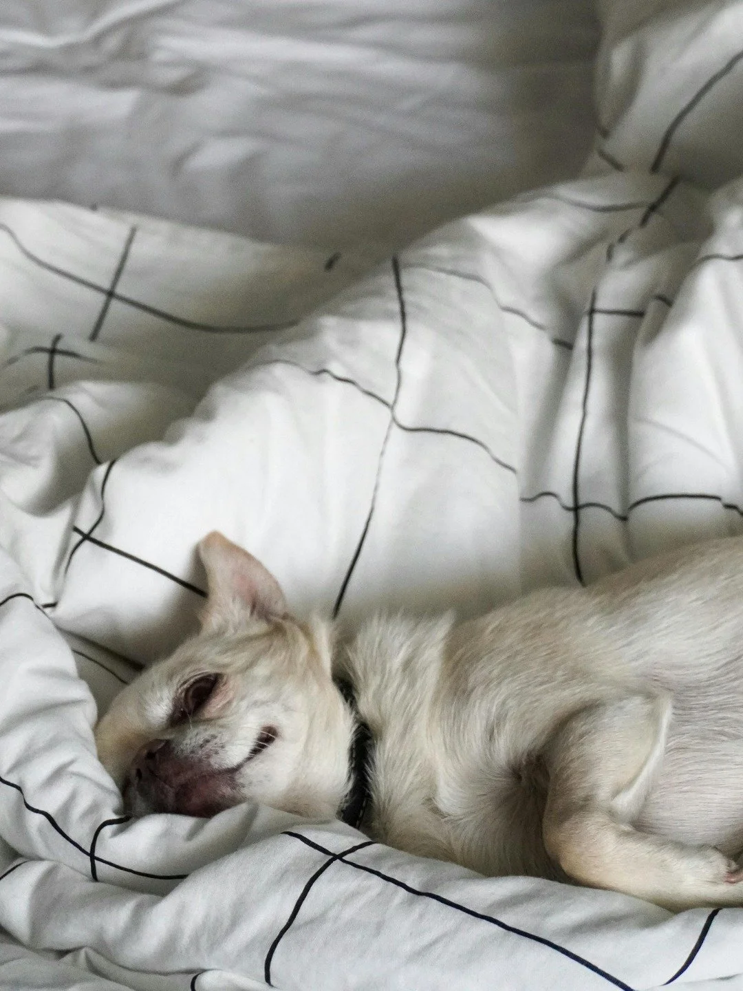 🐾 Proof your bed is perfect? 🐾
Your pets won’t want to get out of it either!
📍 Find us at 33-34 High Street, Rugby CV21 3BW
MALA Beds - We're here to help you Sleep Better.
#Malabeds #SleepBetter #RugbyTownCentre #SupportLocal #SleepyPet