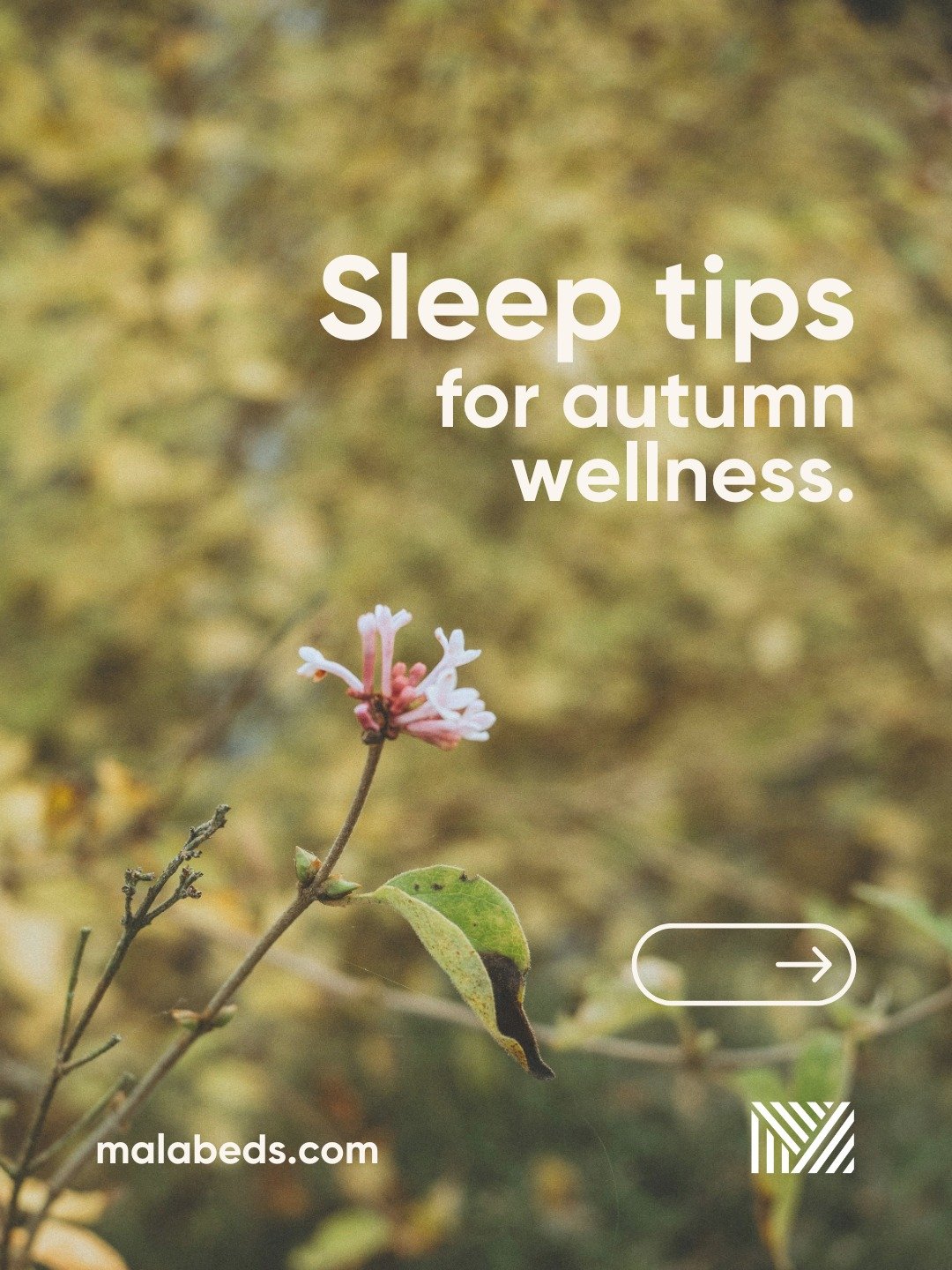 Let the sun set on your screen too 📱🌙 Ditch scrolling and ease into the evening.

📍 Find us at 33-34 High Street, Rugby CV21 3BW

MALA Beds - We're here to help you #SleepBetter.

#MalaBeds #Sleep #Relax #SleepTips #Selfcare #Calm #Autumn #AutumnC