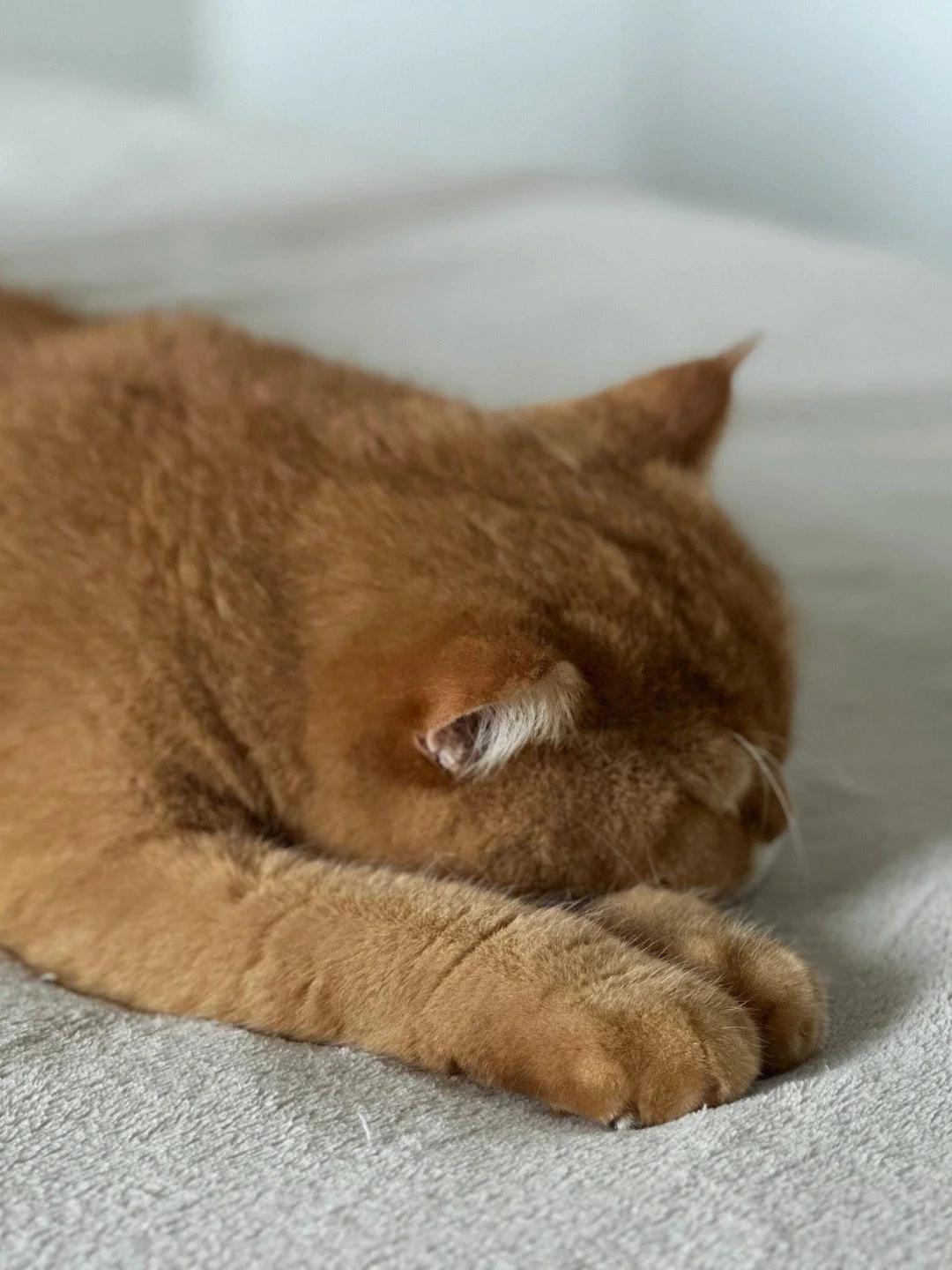 🐾 Family = fur babies too 🐾

Beds built for comfort&hellip; approved by pets.

📍 Find us at 33-34 High Street, Rugby CV21 3BW

MALA Beds - We're here to help you Sleep Better.

#Malabeds #SleepBetter #RugbyTownCentre #SupportLocal #PetSnuggles #Sl