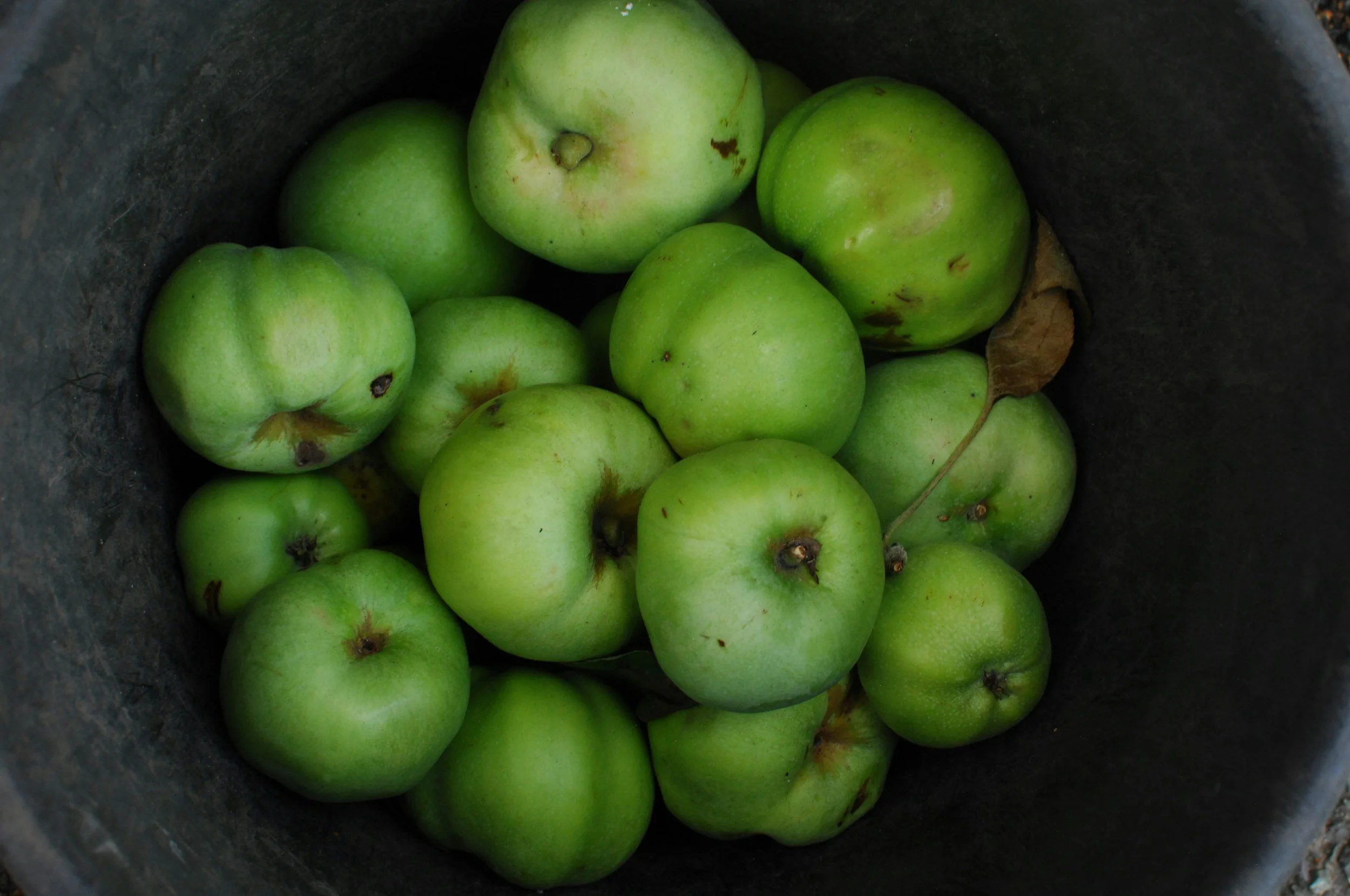Bad apple or bad barrel?