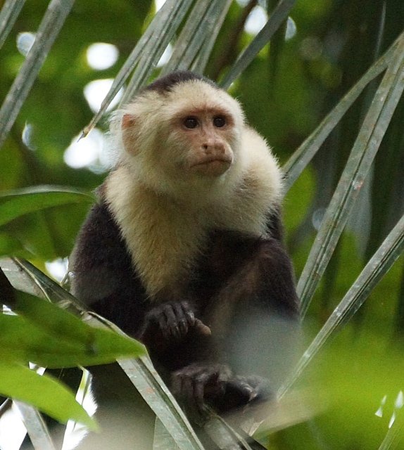 White-throated Capuchin Monkey (JJ)