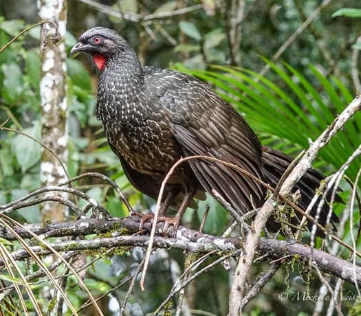Dusky-legged Guan (MW)   