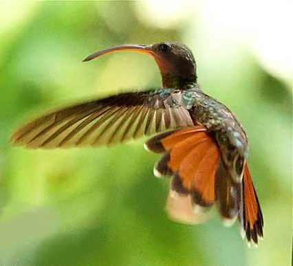 Rufous-breasted Hermit (JJ) 