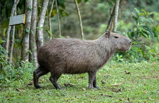 Capybara (MW)