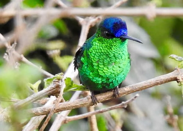 Violet-capped Woodnymph (TS)