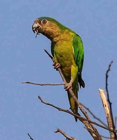 Brown-throated Parakeet (WN)