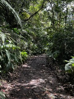 San Cipriano Forest
