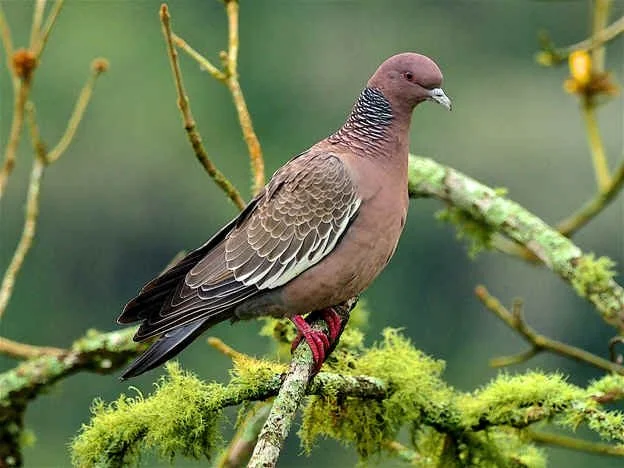 Picazuro Pigeon (NB)