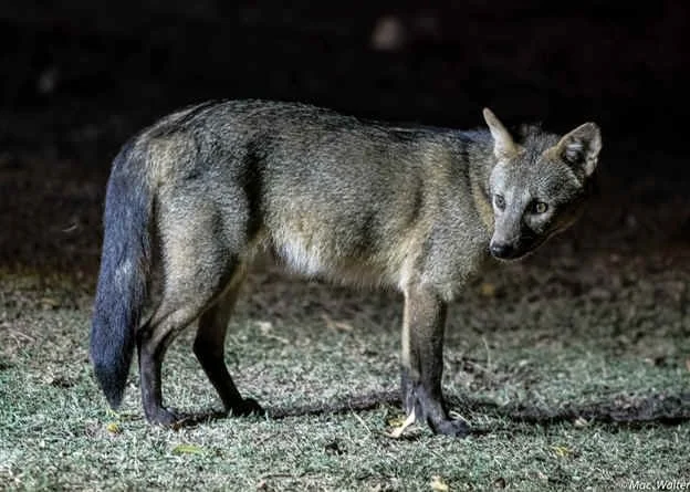 Crab-eating Fox (MW)