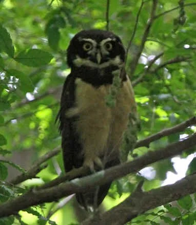 Spectacled Owl (SBK)