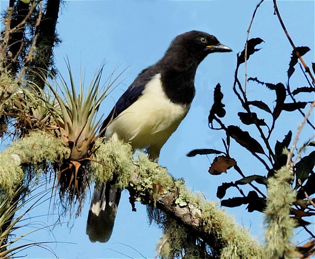 Black-chested Jay (JJ)