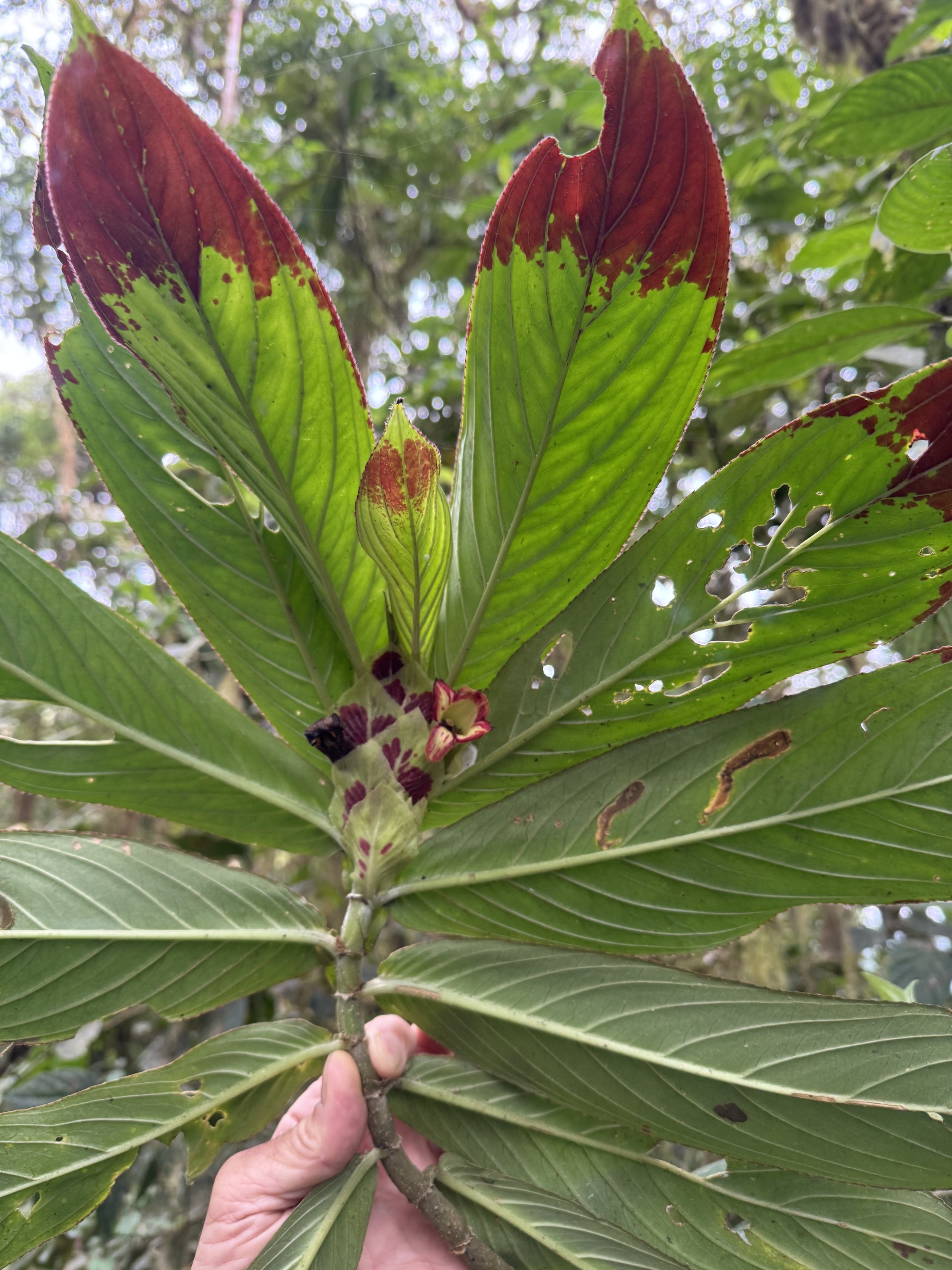 Columnea sp., a unique cloud forest vine co-evolved with hummingbirds, particularly hermits