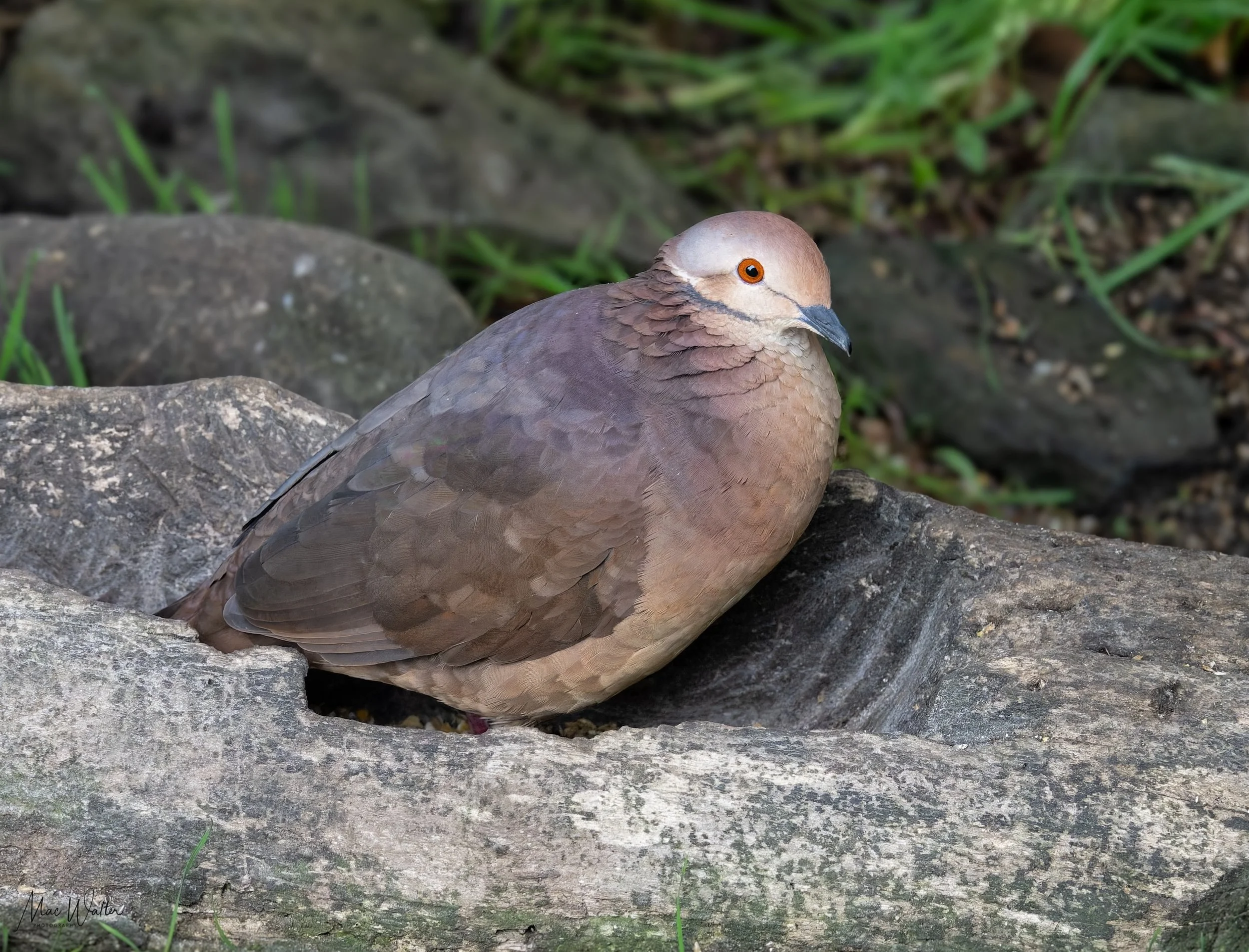 Lined Quail-Dove (MW)