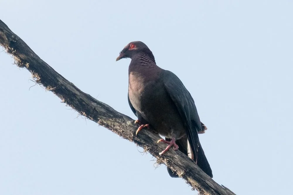 Scaly-naped Pigeon (RC)