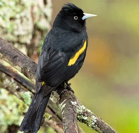 Golden-winged Cacique (NB)