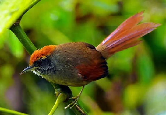 Rufous-capped Spinetail (NB)