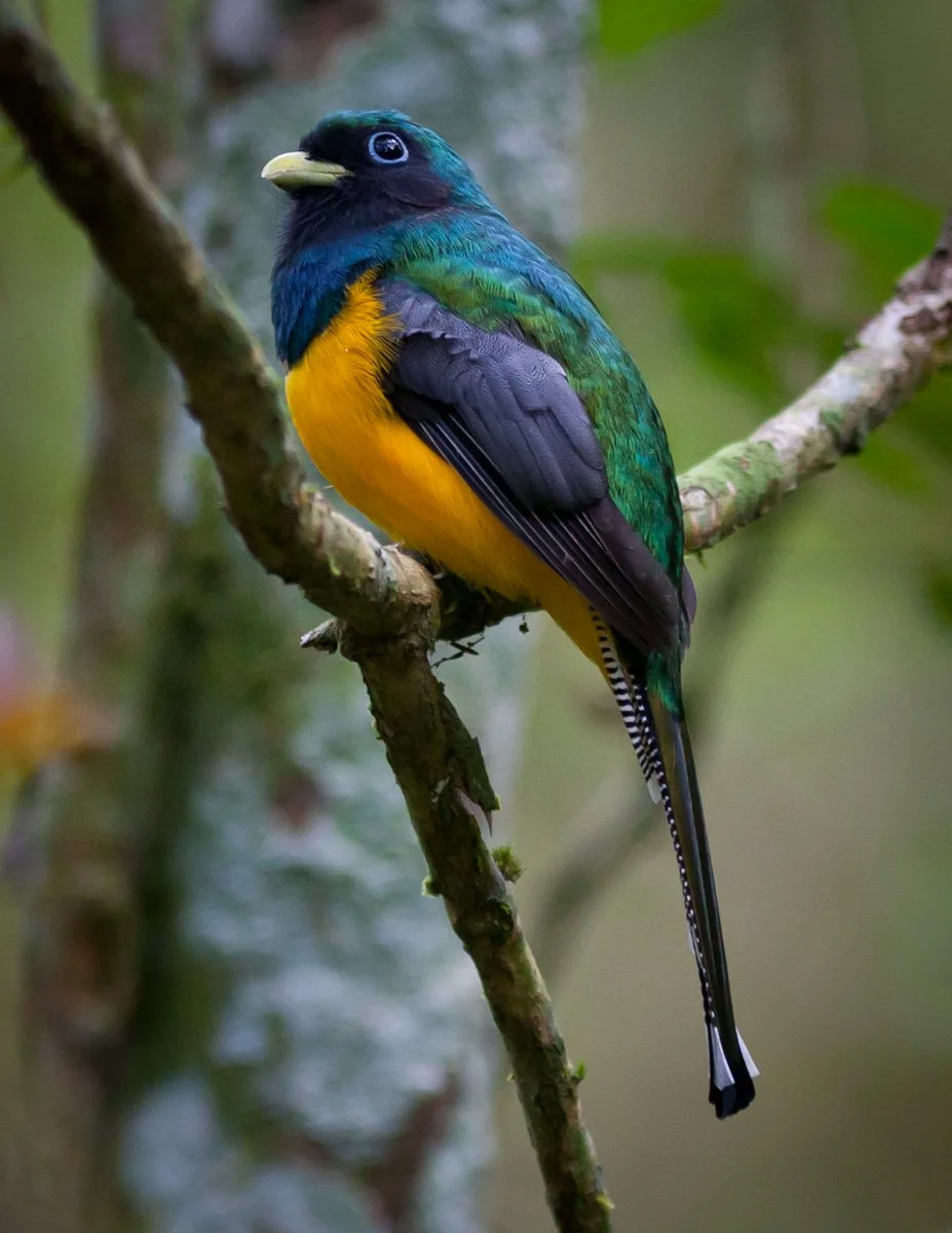 Black-throated Trogon