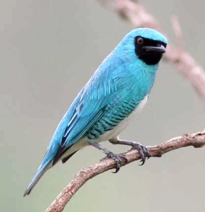 Swallow Tanager (MV) 