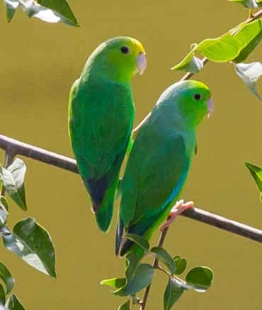 Green-rumped Parrotlet (MV)