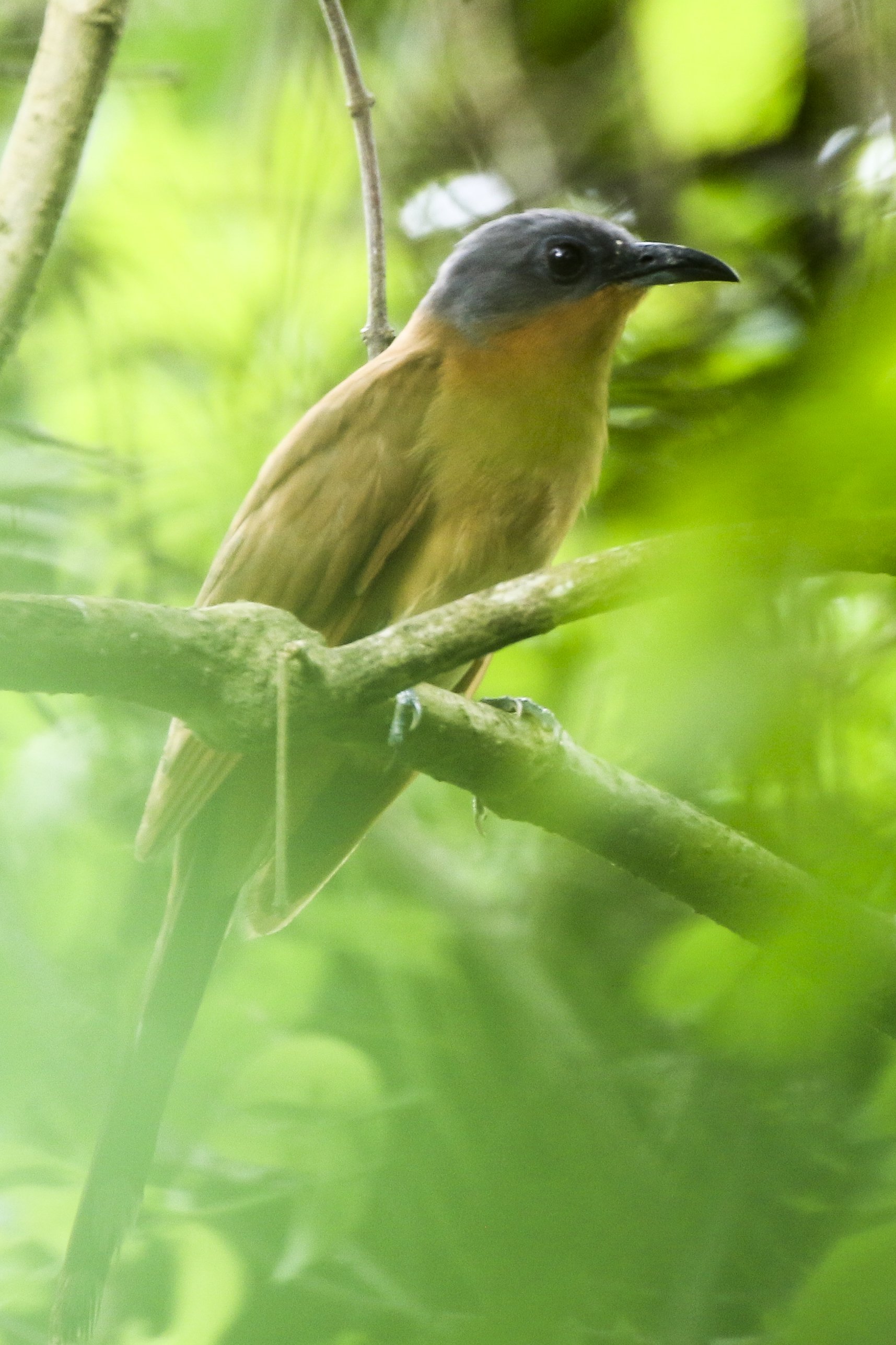 Gray-capped Cuckoo (WN)