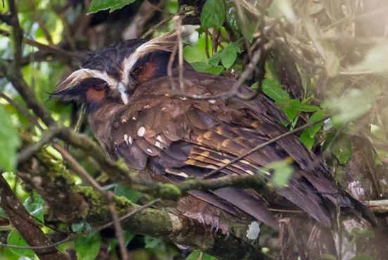 Crested Owl (RS)