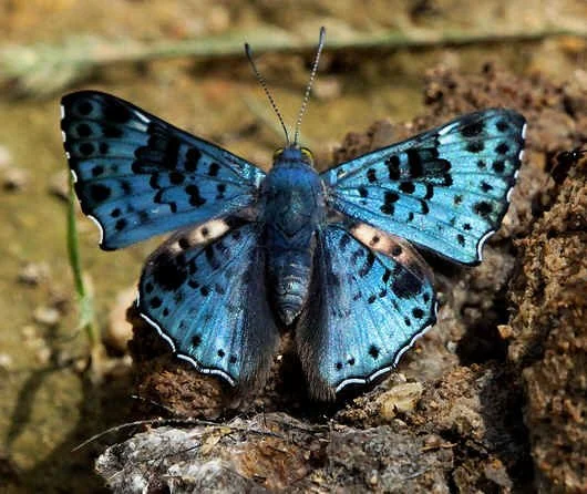 "Cateye" Metalmark (JJ)