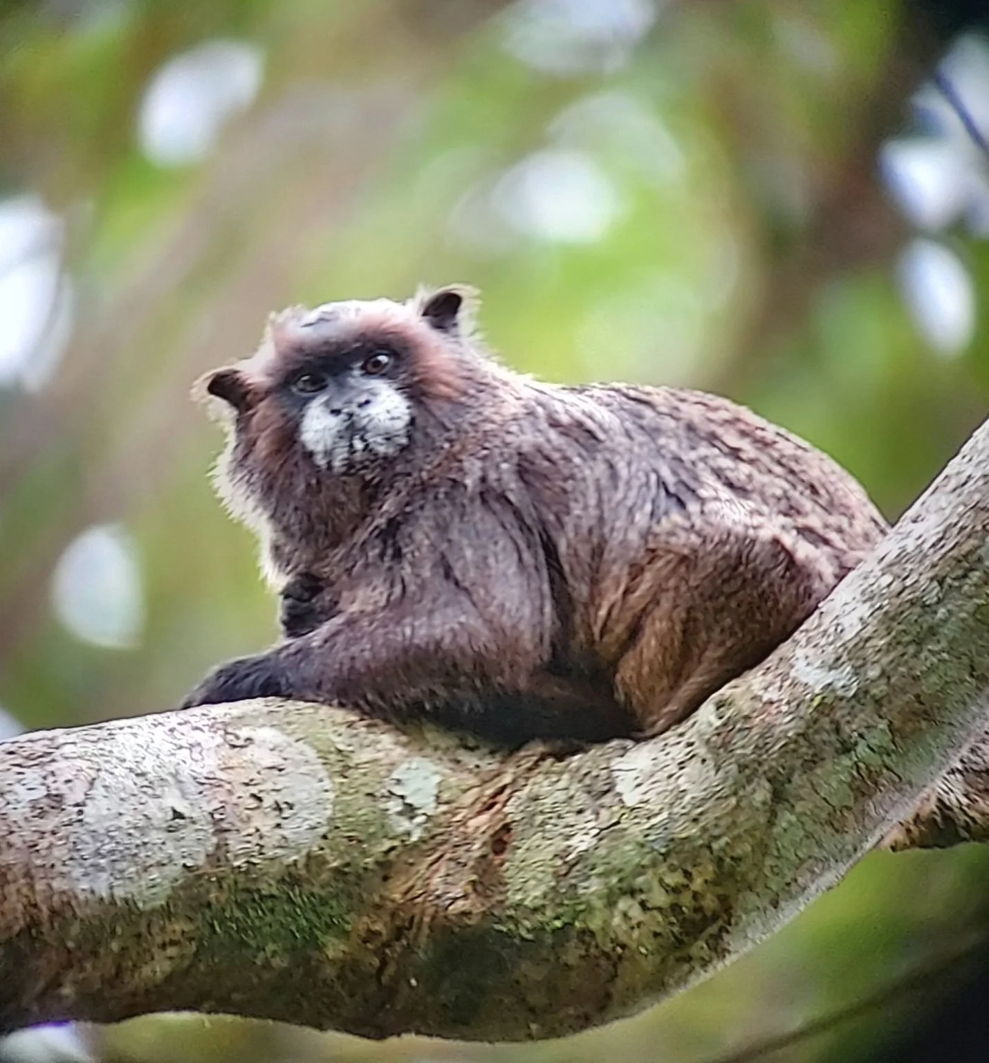 Black-mantled Tamarin
